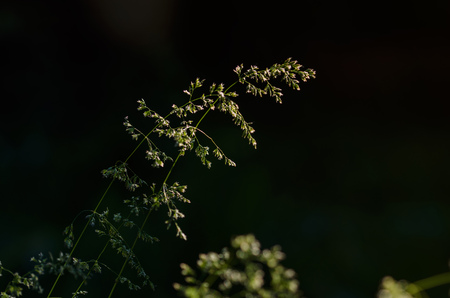 close-up shot of white field flowers at sunsetの写真素材