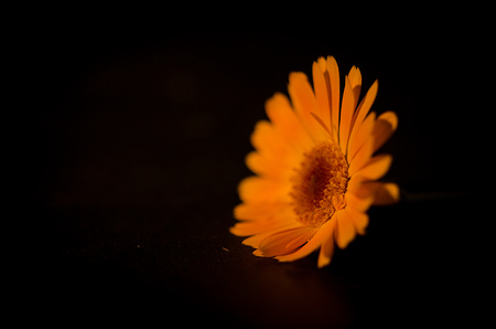 PhotÃ²s-graphÃ¬a, draw with light. Orange daisyの写真素材