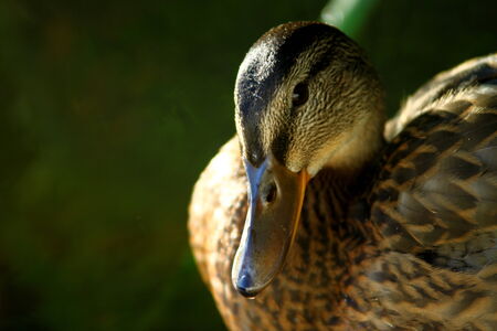 duckの写真素材