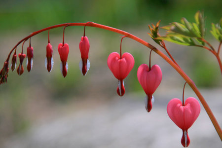 heart shape leavesの写真素材