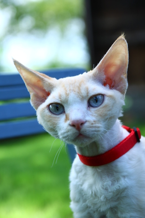 devon rex catの写真素材