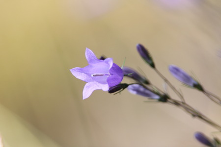 violet flowers