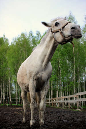 horse headの写真素材