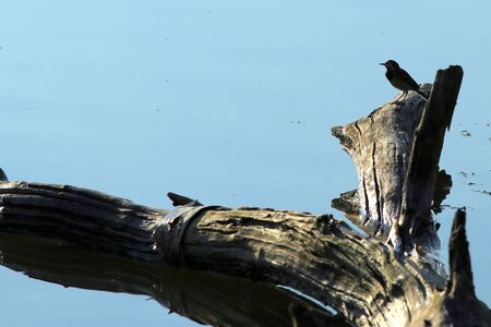 Little bird on a fallen log wood