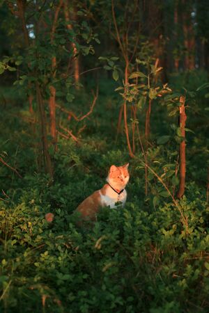 Cat in the forrestの写真素材
