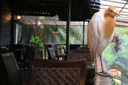 tropical bird in nature reserveの写真素材