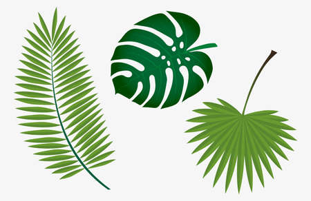 Vector illustration, set of tropical leaves on white background.Graphics element.のイラスト素材