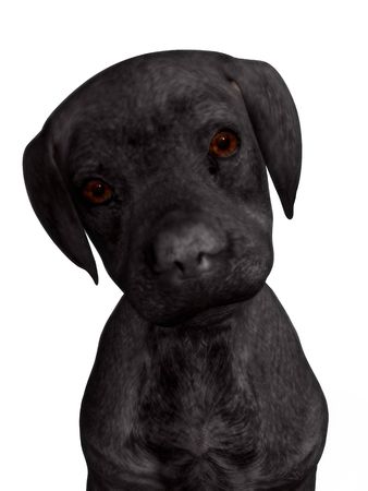 A cute labrador puppy isolated on white.の写真素材