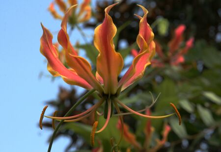 Beautiful exotic flowerの写真素材