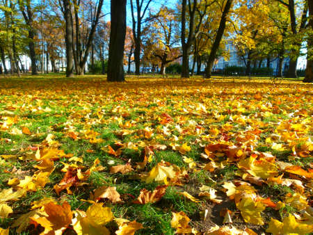 colorful maple leaves in Saint Petersburg