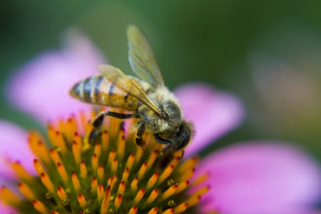 Bee on Daisyの写真素材
