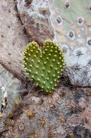 Cactus heartの写真素材