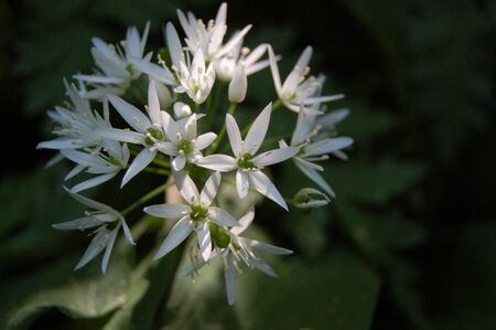 Wild garlic