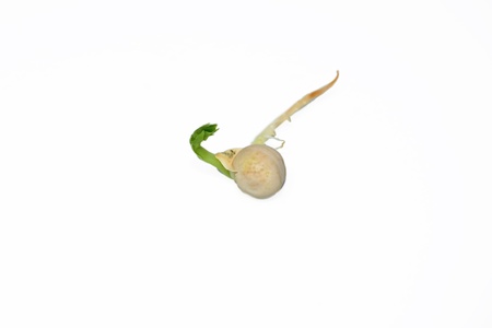 Germinated pea seed sprouting, isolated on a white backgroundの写真素材