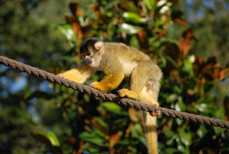 Monkey walking along a rope