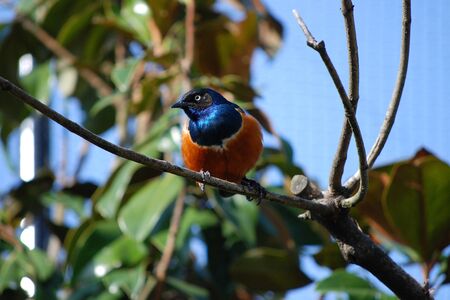 Superb starling with bright plumage