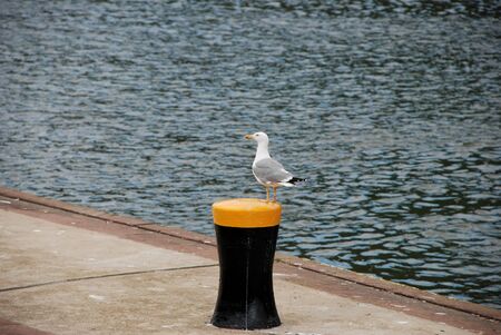 Bold seagull standing on top of a black and yellow bollard by the riverの写真素材