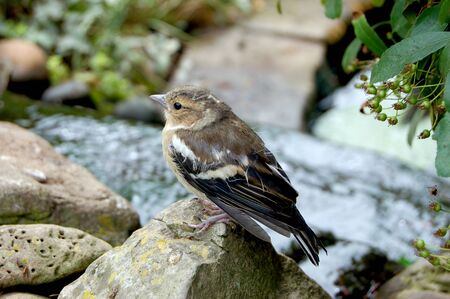 Baby chaffinch perched on small rocks around a garden pondの写真素材