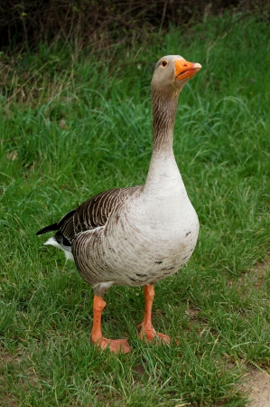 Defensive greylag goose standing tall on the bank with grass in its beakの写真素材
