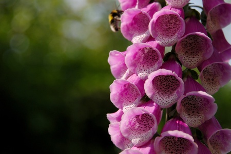 Pink foxglove blooms in shallow focus against a green background, with a bumble bee pollinating the flowersの写真素材