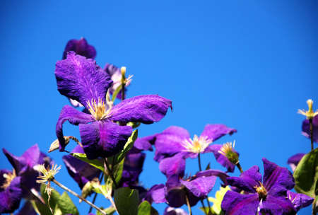 Vibrant purple clematis flowers against a blue sky that provides copy spaceの写真素材