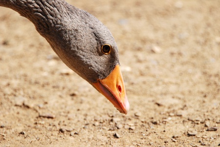 Closeup of greylag goose bending to the ground to feed