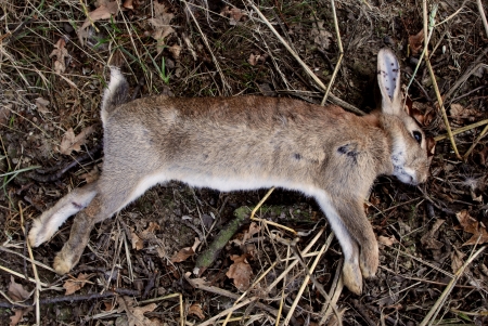 Dead wild rabbit with shotgun pellet wounds, shot as a pest by farmerの写真素材