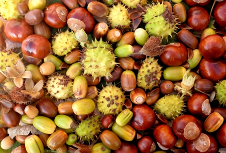Colourful fall detritus of horse chestnuts, acorns, beechnuts and cobnuts as a natural の写真素材
