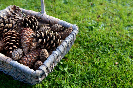 Closeup of a woven basket full of fir cones on grass with copy spaceの写真素材