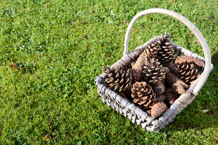 Pine cones in a woven basket on green grass with copy spaceの写真素材