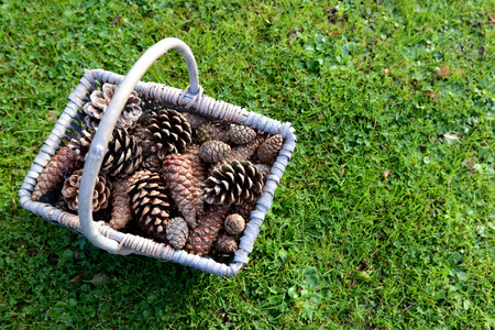 Rustic basket full of pine cones on green grass with copy spaceの写真素材