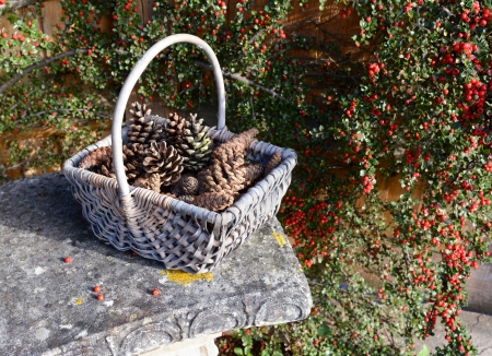 Fir cones in a rustic basket against a background of red cotoneaster berriesの写真素材