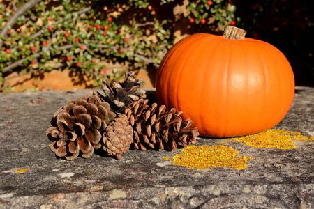 Fir cones and pumpkin in warm autumn sunlightの写真素材