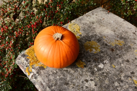 Small orange pumpkin on a stone bench with background of red cotoneaster berriesの写真素材