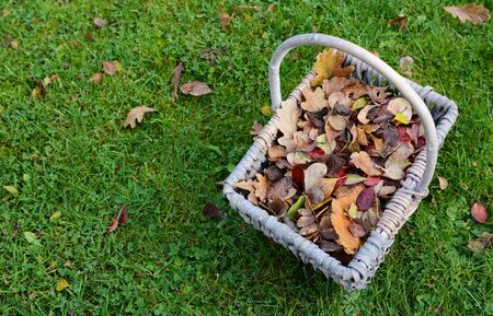 Woven basket full of autumn leaves on green grassの写真素材