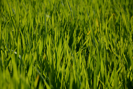 Closeup of backlit young green wheat plantsの写真素材