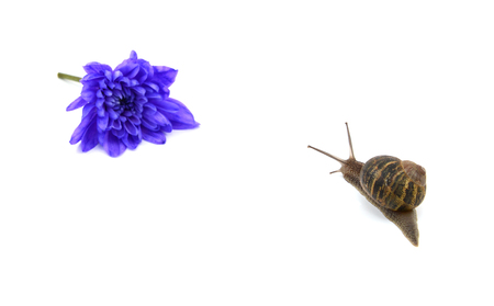 Garden snail heads towards a blue flower in the distance, isolated on a white backgroundの写真素材