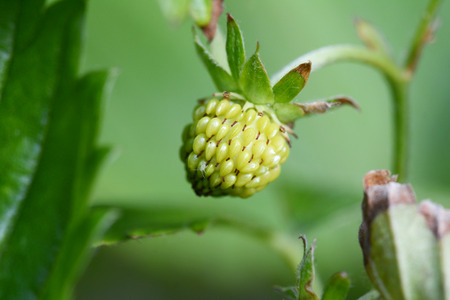 Macro of an unripe strawberry fruit, with a small white aphidの写真素材
