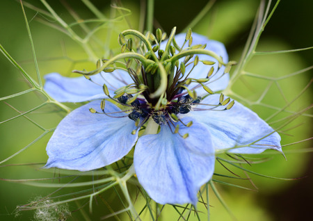 Macro of a nigella  Love in a Mist  flower headの写真素材