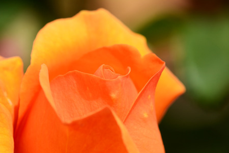 Macro of an unopened orange rose bud against a green backgroundの写真素材
