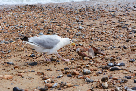 Hungry seagull pulls flesh from the bones of a smooth-hound shark washed up in Hastings, UKの写真素材