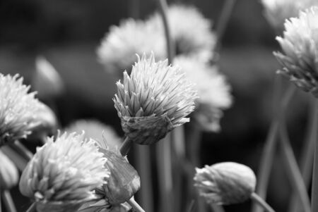 Chive flowers opening - monochrome processingの写真素材