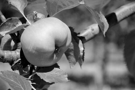 Bramley cooking apple ripening on the branch in an English orchard - monochrome processing