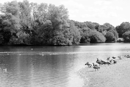 Greylag and Canada geese resting at the edge of a lake in the summer - monochrome processingの写真素材