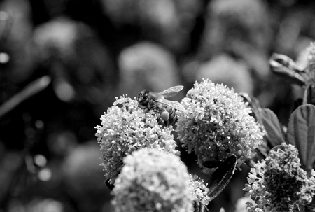 Macro of a honey bee with full corbiculas on a ceanothus flower - monochrome processing