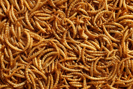Pile of dried mealworms as an abstract background