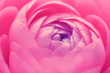 Pink ranunculus flower petals opening in macroの写真素材