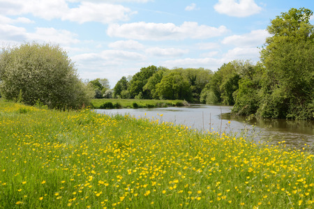 River Medway flows through farmland in Kent, England. The riverbank is lush with grass and buttercups.の写真素材