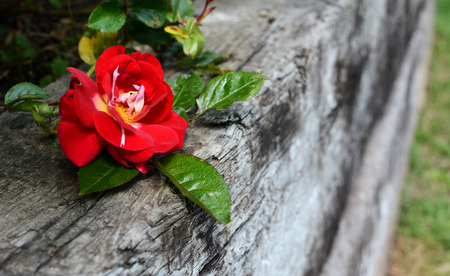 Single deep red rose bloom against a weathered wooden railway sleeperの写真素材