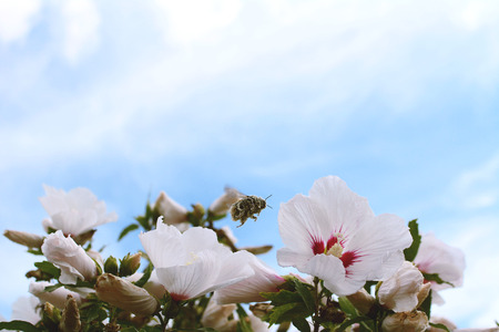 Pollen-covered bumblebee flies between white hibiscus flowers, copy space in the blue skyの写真素材